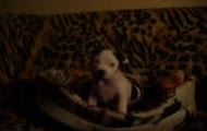Amstaff to rasa agresywna?!