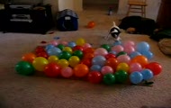 Pies vs Balony