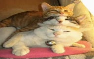 Very Funny Cats Part 8