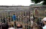 Psi obiad