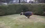 zakręcony boxer