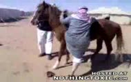 Gruby arab + koń