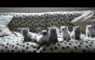 Techno Kittens