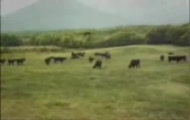 ufo porwało krowe