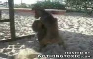 Ratlerek onanista