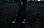 Amstaff-dmx