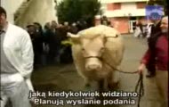 Krowa-potwór