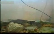 Bass vs Szczur