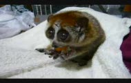 Najsłodszy lemur jakiego widziałem :D