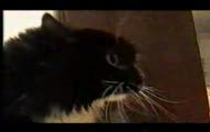 cat 1111