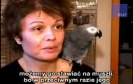 Papuga, która korzysta z ubikacji