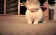 Nom Nom Nom