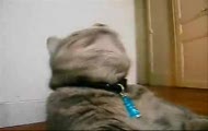 THE BEST CAT VIDEO YOU'LL EVER SEE