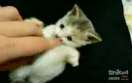 Smallest cat?