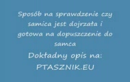 Jak sprawdzić czy samica ptasznika jest dojrzała