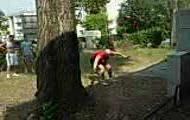 bawol salto w tyl 4