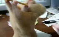 Chomik zjada ołówek