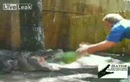 Szczęki aligatora vs arbuz