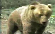 Puma vs Grizzly