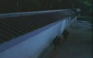ninja w akcji
