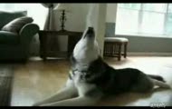 Śpiewający husky