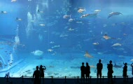 Kuroshio Sea - 2nd largest aquarium tank in the world - shot on 5dmk2