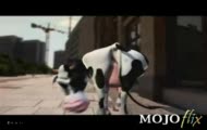 I like too moo moo!