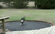 Pies i trampolina