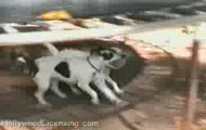Pies nie kuma trampoliny