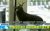 Jeleń narozrabiał w hotelu