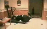 łepek próbuje wskoczyć na rospędzoną bieżnie