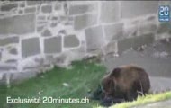 Atak niedźwiedzia w szwajcarskim zoo