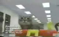 Zwariowane zwierzaki