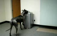 Sprytny dog