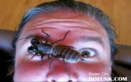 ogromny robal na twarzy