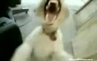 Heavy metal dog :D