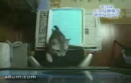 koty patrzące się na telewizor