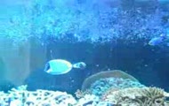 Podwodna przygoda w Gdyni