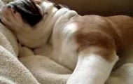 Chrapiący bulldog