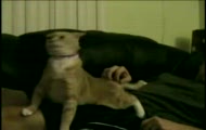 Trololo Cat