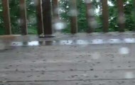 Walka Wiewiórekk