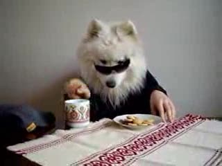 Pies w okularach je ciastka,popijając je mlekiem