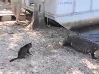 Kot  vs. aligator
