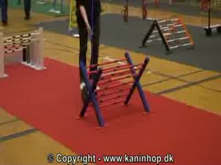 Duńskie królicze mistrzostwa w skokach przez przeszkody