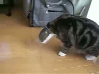 Kot Maru Mix
