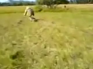 Szkolenie psów po rosyjsku