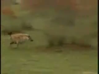 Jak przechytrzyć drapieżnika