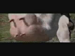bitwa człowieka i krowy