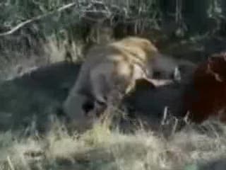 Uważaj na safari