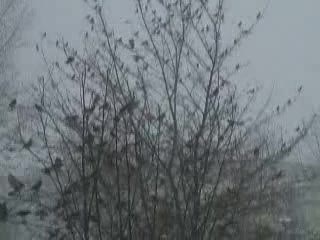 paranoja ptaków
